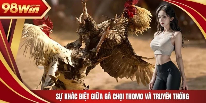 98win Đá gà thomo Sự khác biệt giữa gà chọi Thomo và truyền thống